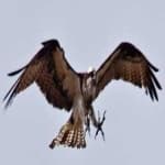 Sample 6 – Osprey