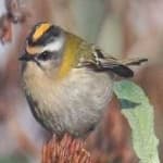 Sample 6 – Common firecrest