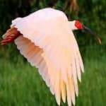 Sample 4 – Asian crested ibis