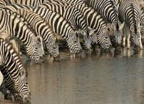 Sample 3 – Zebra