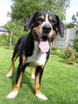 Sample of Entlebucher