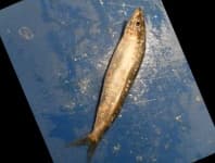 Sample 5 – Black sea sprat