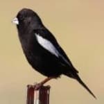 Sample 3 – Lark bunting
