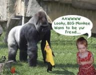 Sample 5 – Gorilla