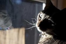 Sample 1 – Egyptian cat