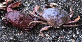 Sample 3 – Rock crab