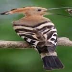 Sample 2 – Hoopoes