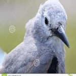 Sample 1 – Clarks nutcracker