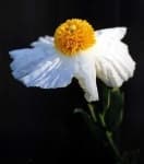 Sample 2 – Tree poppy