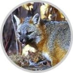 Sample 4 – Grey fox