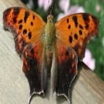 Sample 4 – Mark butterfly
