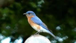 Sample 4 – Bluebird
