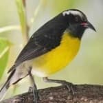 Sample 2 – Bananaquit