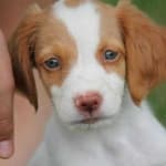 Sample 6 – Dog face