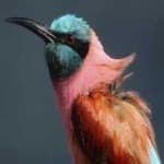 Sample 4 – Carmine bee eater