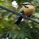 Sample 1 – Turquoise motmot