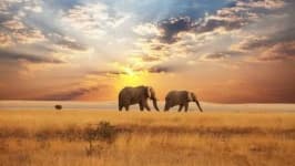 Sample 1 – Savanna