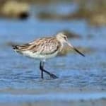 Sample 6 – Bar tailed godwit