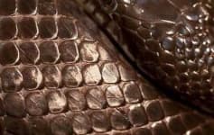 Sample 5 – Scaly