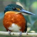 Sample 2 – Pygmy kingfisher