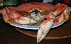 Sample 1 – Dungeness crab