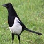 Sample 6 – Eurasian magpie