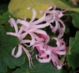 Sample 2 – Cape flower