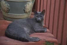 Sample 3 – Russian blue