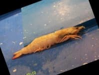 Sample 1 – Shrimp