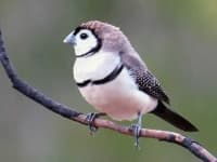 Sample 6 – Finch