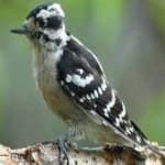 Sample 3 – Downy woodpecker