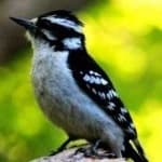 Sample 6 – Downy woodpecker