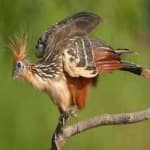 Sample 3 – Hoatzin