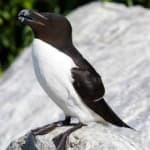 Sample 6 – Razorbill