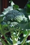 Sample 6 – Broccoli