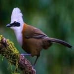 Sample 5 – Samatran thrush
