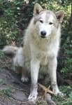 Sample 6 – Wolf