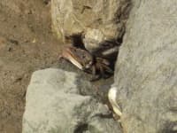 Sample 1 – Fiddler crab