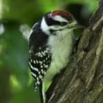 Sample 2 – Downy woodpecker
