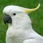Sample 4 – Cockatoo