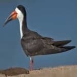 Sample 1 – Black skimmer