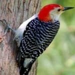 Sample 5 – Red headed woodpecker