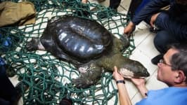 Sample 1 – Turtle