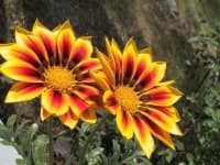 Sample 2 – Gazania