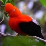 Sample 4 – Cock of the rock