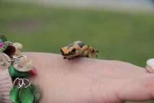 Sample 6 – European fire salamander