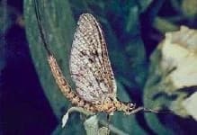 Sample 5 – Mayfly