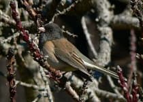 Sample 4 – Junco