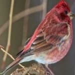 Sample 5 – Purple finch