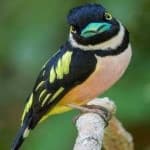Sample 15 – Black yellow broadbill